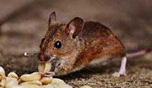 24 Hour & Emergency Exterminators in Harrisburg, MO